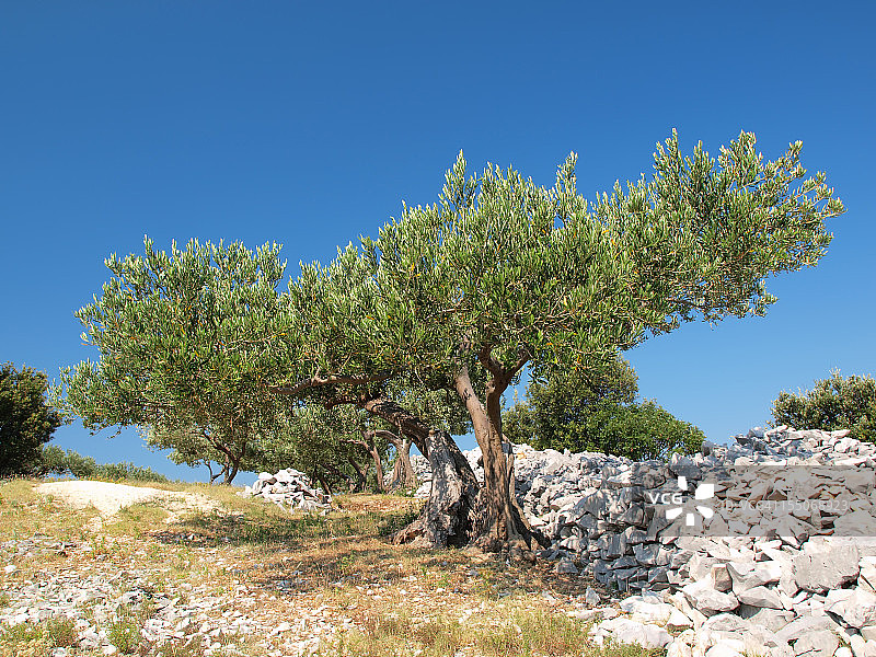 橄榄树林图片素材