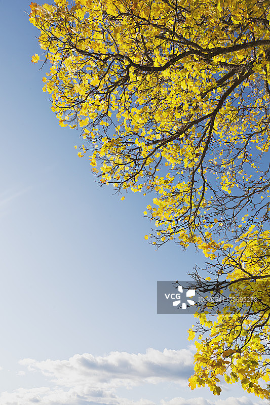 黄色的枫树在秋天图片素材
