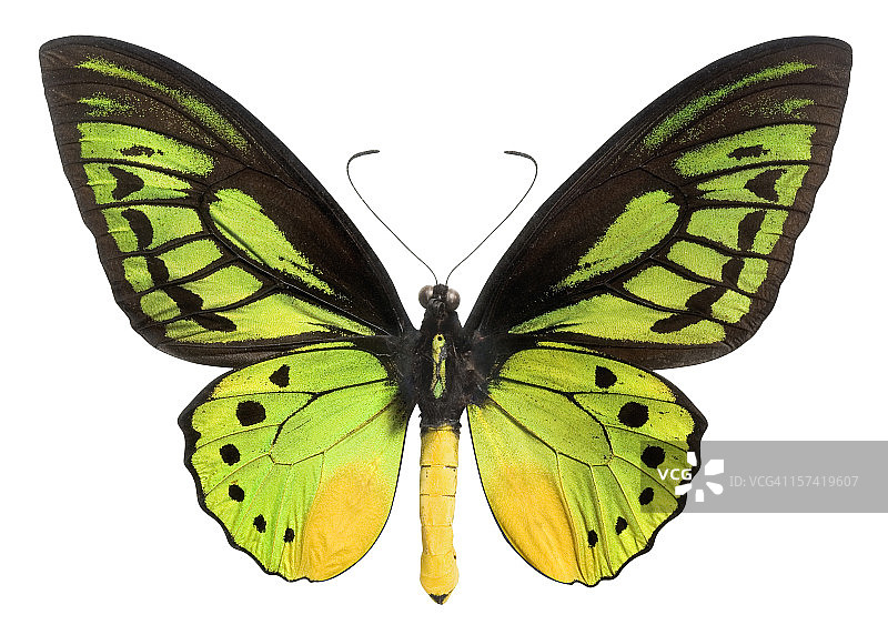 蝴蝶(鳞翅目)，翅膀为绿色、黑色和黄色。剪切路径。图片素材