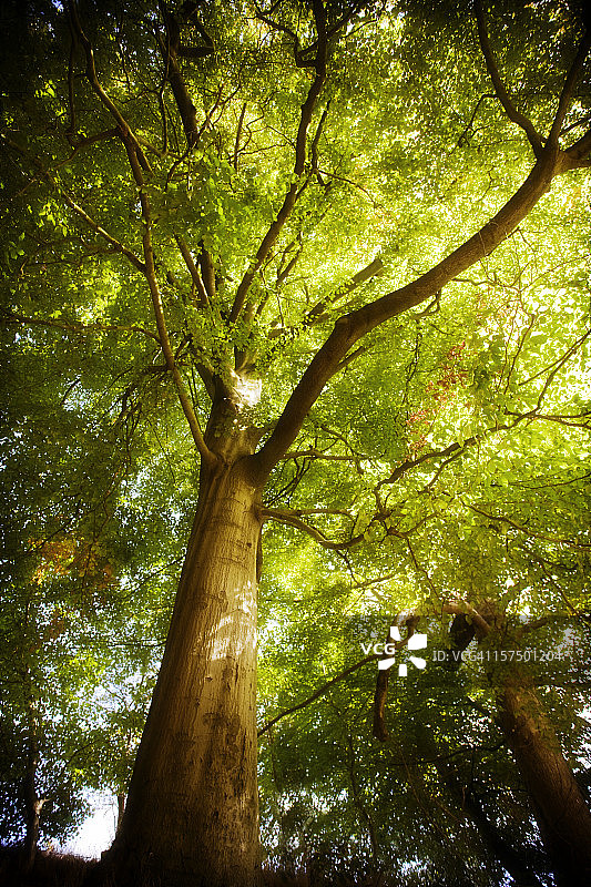 森林之王——树图片素材