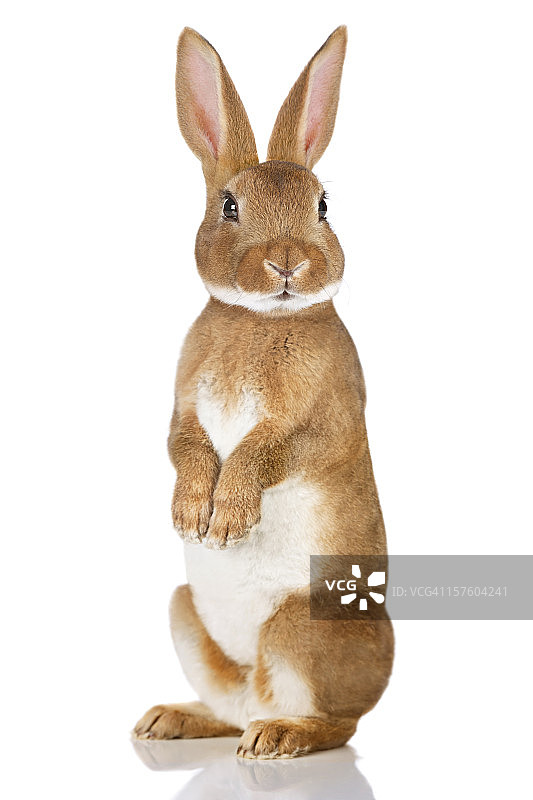 棕色兔子站了起来图片素材