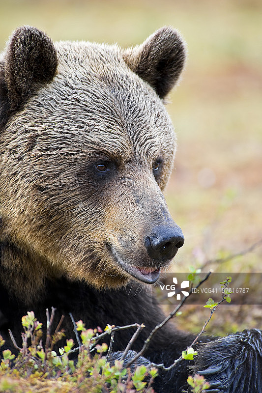 一只棕熊的肖像，野生动物拍摄图片素材