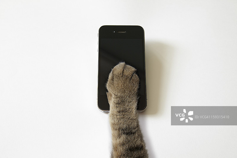 用猫的手来操作触摸面板。图片素材