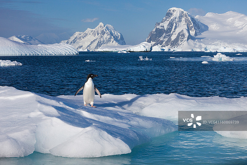 南极阿德利企鹅,图片素材