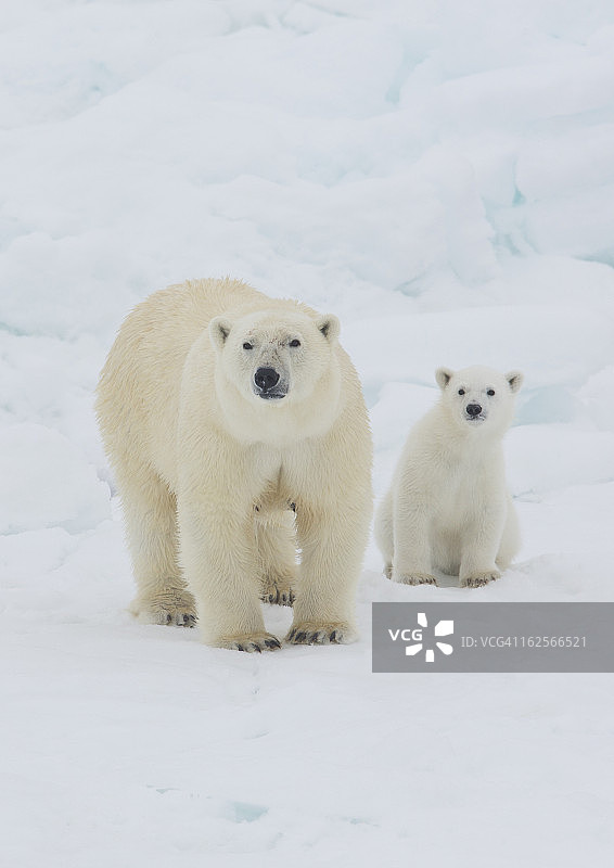 北极熊母猪和幼崽高北极挪威图片素材