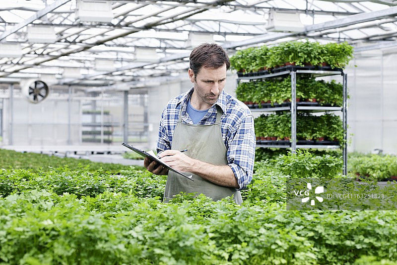 德国，巴伐利亚，慕尼黑，一个成熟的男人在温室里研究欧芹植物图片素材
