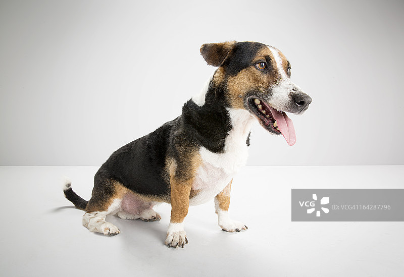 比格尔杂交，巴西特工作室的狗，白色背景图片素材