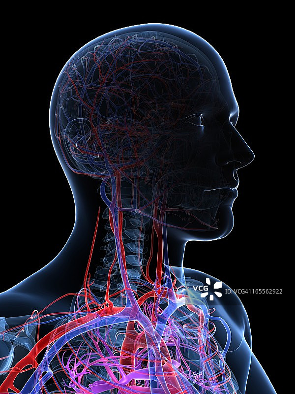 男性血管系统，插图图片素材