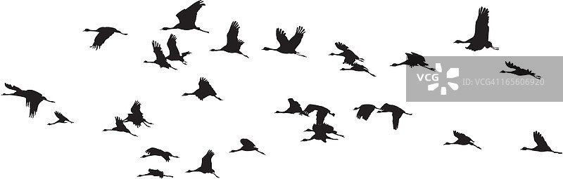 鸟群:黑色和白色图片素材