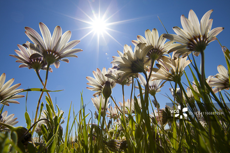 一种面向太阳的白色花朵的低角度视图，发现于南非西海岸nieuwuddville附近的田野图片素材