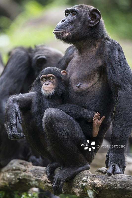 雄性黑猩猩幼仔和母亲图片素材