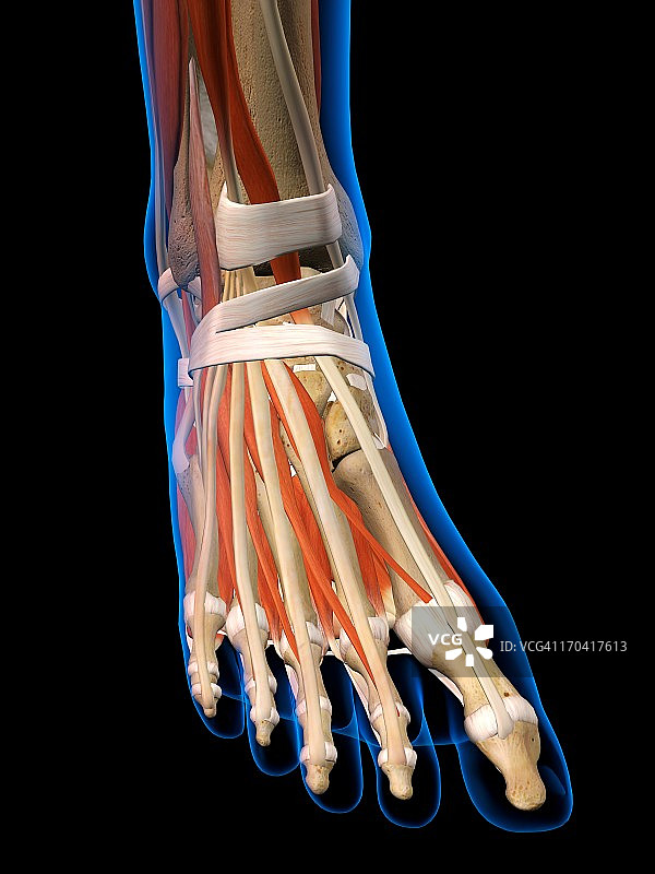 女性踝关节和足部骨骼、肌肉和韧带x线照片。全彩色3D电脑生成的插图在黑色的背景图片素材