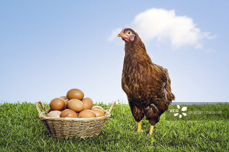 母鸡和有机棕色鸡蛋堆在柳条篮子里图片素材