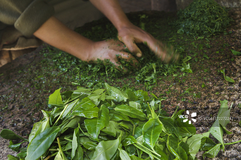 手工准备茶叶作物，发酵饮料的食品加工图片素材