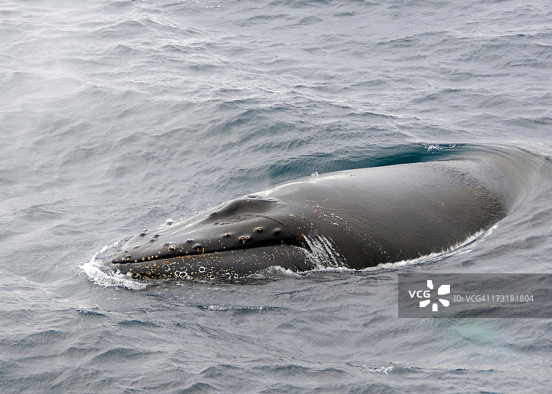 座头鲸在南极杰拉赫海峡游泳图片素材