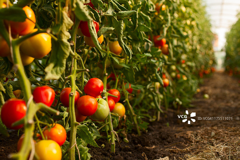 温室番茄种植图片素材