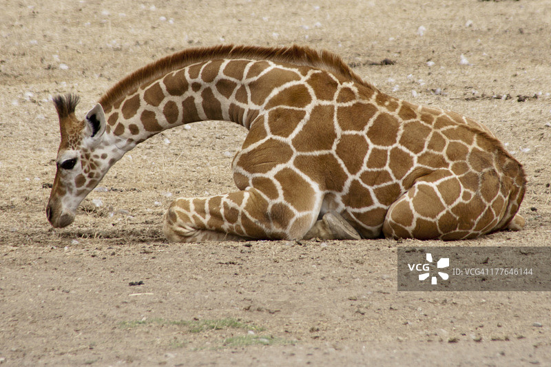小长颈鹿躺着图片素材