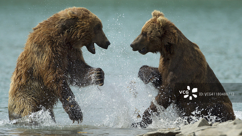 棕熊战斗图片素材