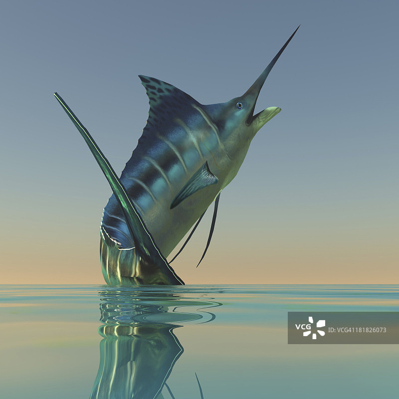 蓝枪鱼是一种美丽的掠食性鱼，深受钓鱼者的喜爱。图片素材