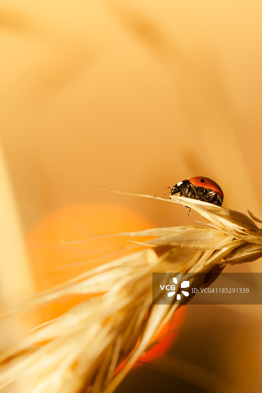 瓢虫在日落时坐在小麦上图片素材