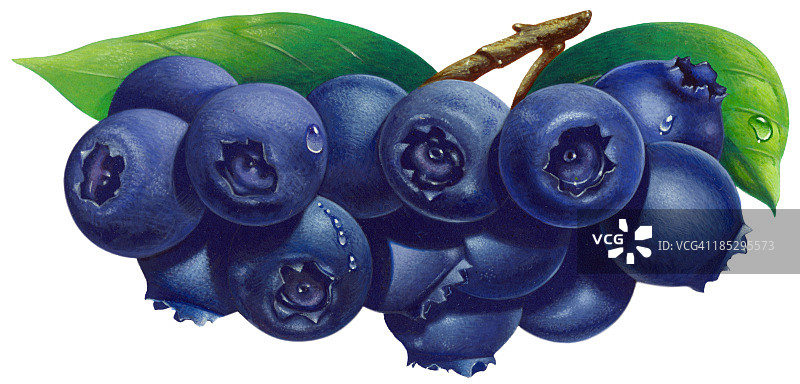 蓝莓图片素材