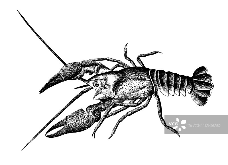 欧洲小龙虾|古董科学插图图片素材
