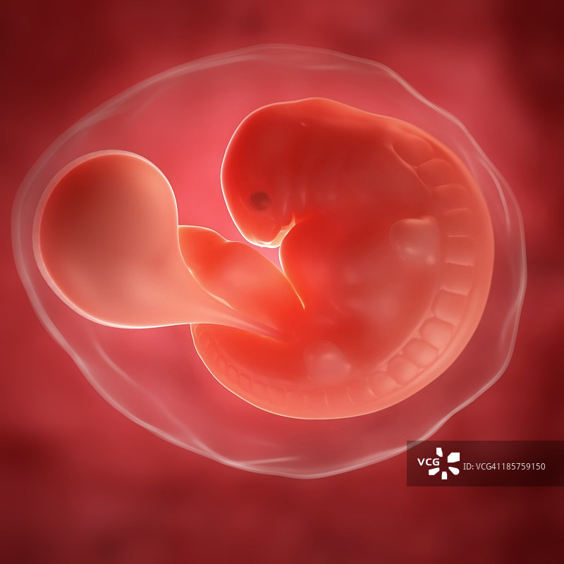 6周胎儿，图片图片素材
