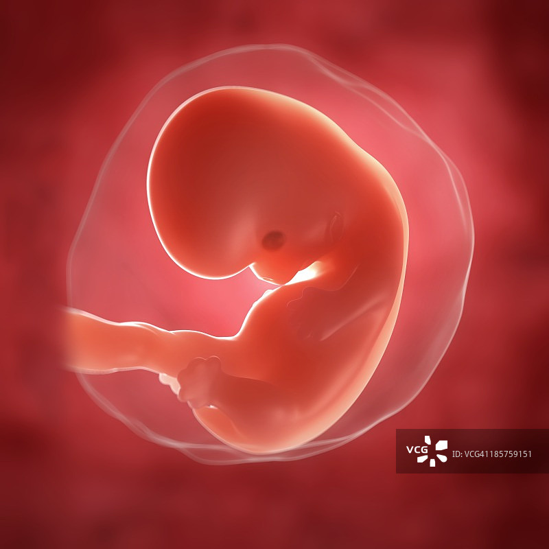 7周胎儿，图片图片素材