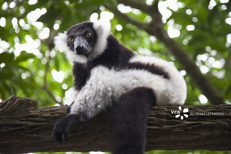 新加坡动物园的一只黑白条纹狐猴(斑叶猴)图片素材