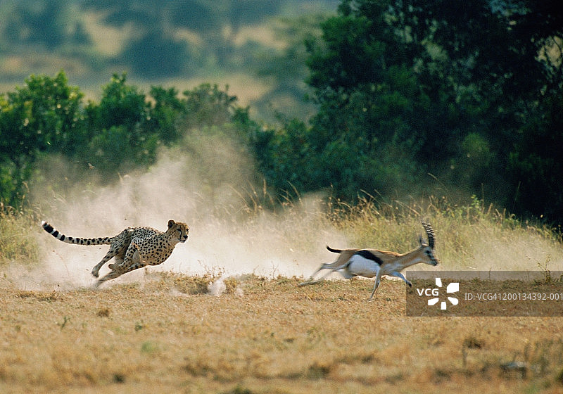 猎豹追逐汤姆森的瞪羚(模糊动作)图片素材