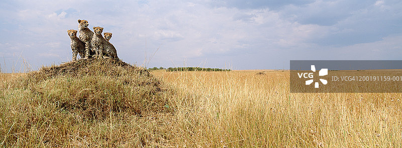 猎豹和幼崽坐在白蚁丘上图片素材