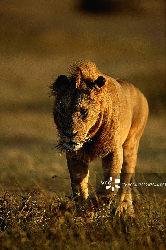 狮子(Panthera狮子座)步行图片素材