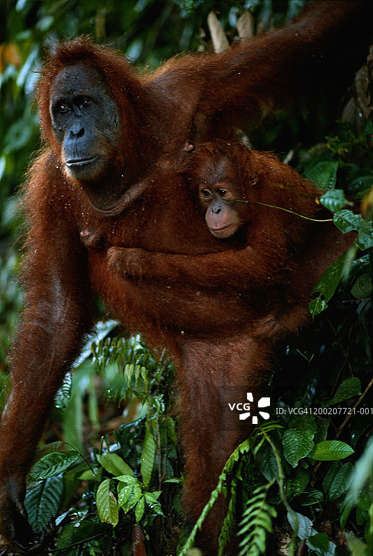 小猩猩(Pongo pygmaeus)抱着，靠近，Gunung leuser N.P，印度尼西亚图片素材
