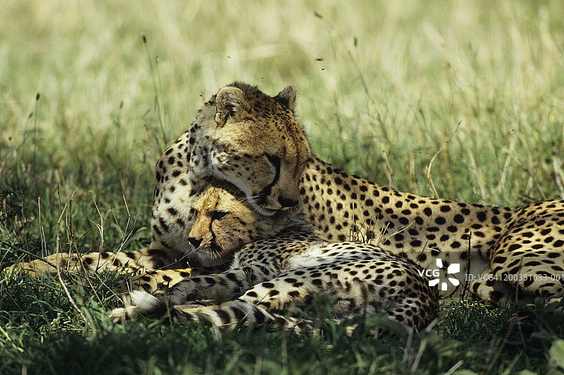 猎豹妈妈用鼻子爱抚幼崽图片素材