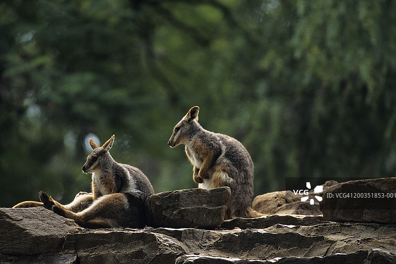 一对黄脚岩沙袋鼠(岩沙袋鼠)，澳大利亚图片素材