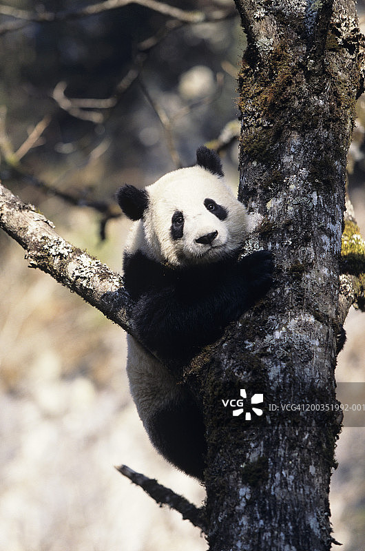 亚洲乔木中的大熊猫图片素材