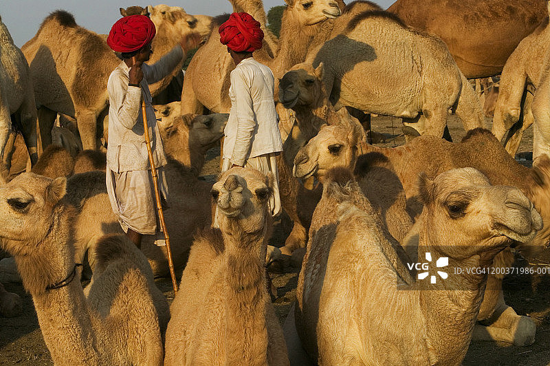 印度，拉贾斯坦邦，普什卡，两个骆驼商人和单峰骆驼图片素材