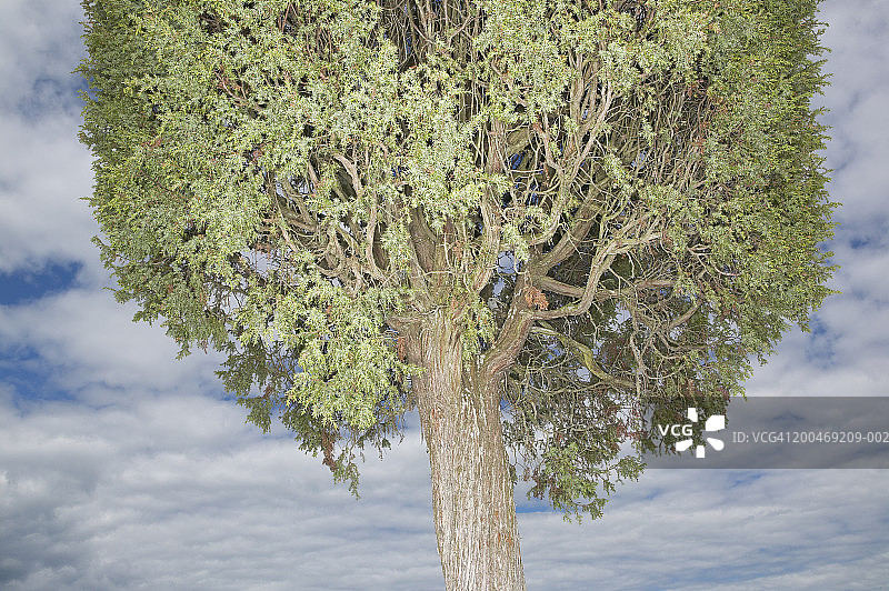 瑞典，戈特兰，杜松树(Juniperus communis)，低角度视图图片素材