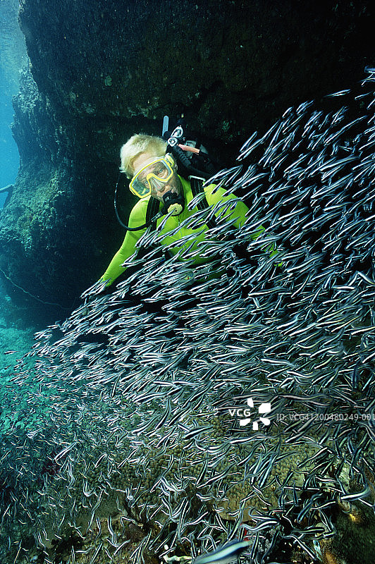 女潜水员在一群鲶鱼中游泳，水下风景图片素材