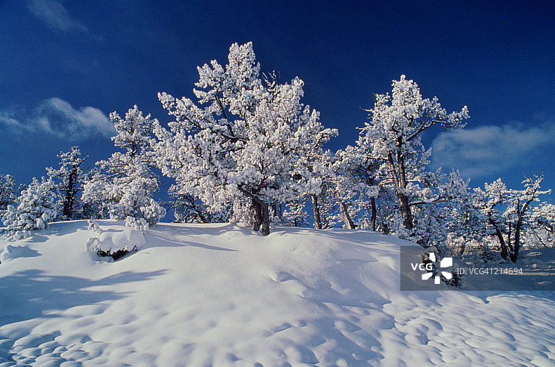 怀俄明州的黄石国家公园里，白雪覆盖的树木图片素材