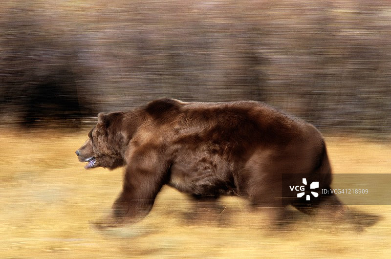 灰熊奔跑的模糊图像图片素材