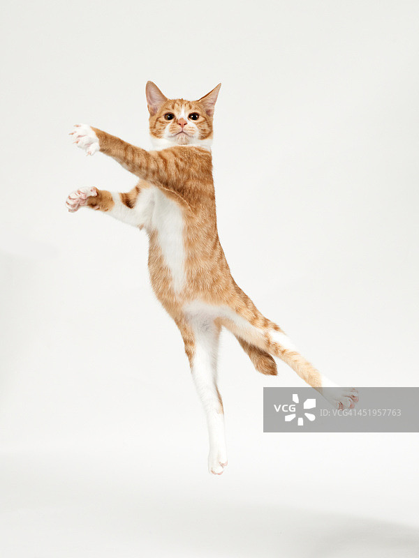姜小猫跳得像个舞者图片素材