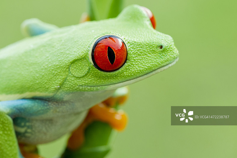 生气勃勃的红眼树蛙-侧面图片素材