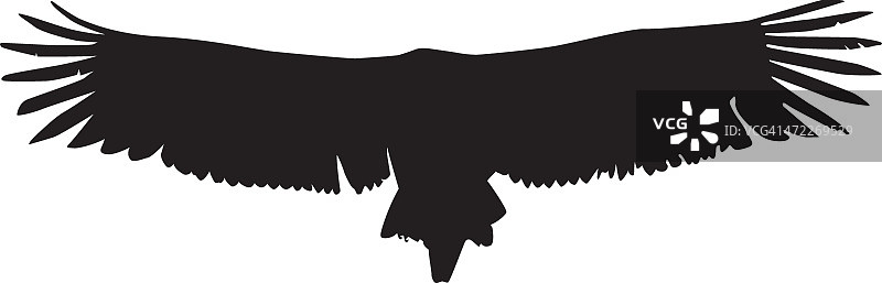 飞翔的秃鹫-翅膀细节图片素材