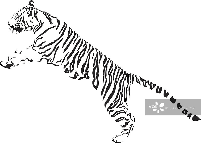 老虎跳黑与白图片素材