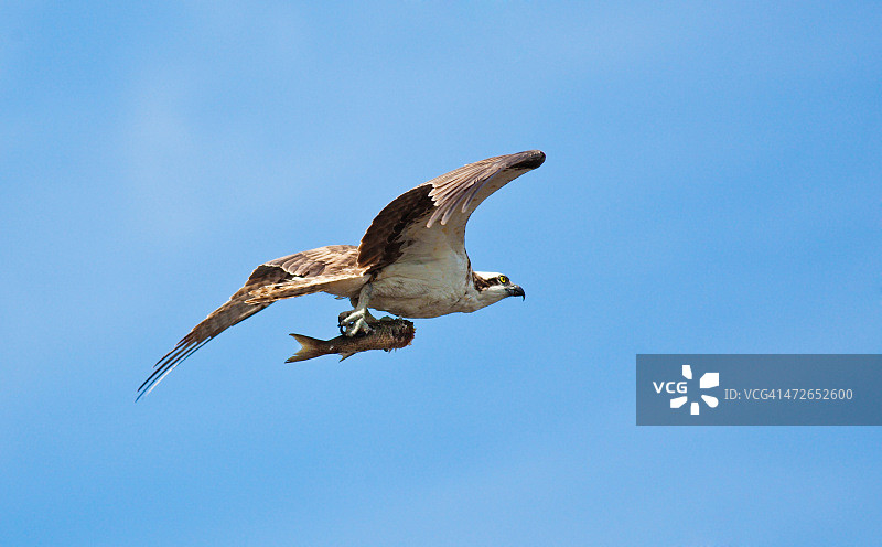 在大沼泽地国家公园的鱼鹰与捕获的鱼飞行图片素材