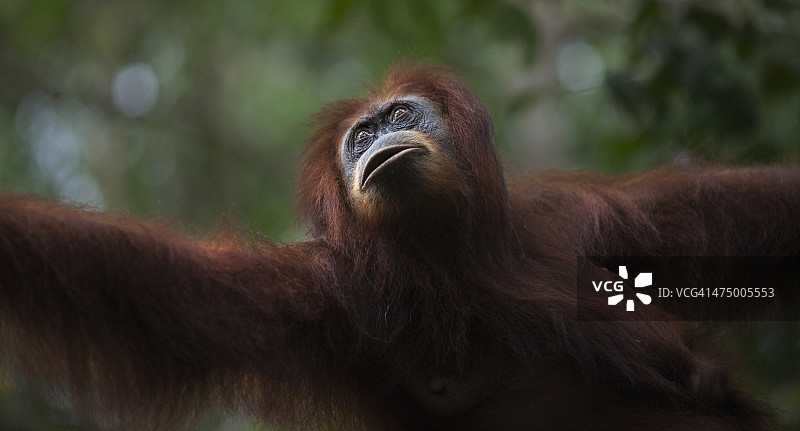 苏门答腊猩猩雌性“桑德拉”图片素材