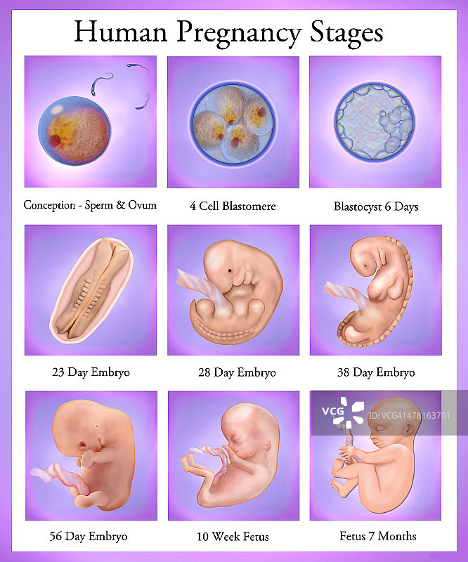 人类怀孕阶段图片素材
