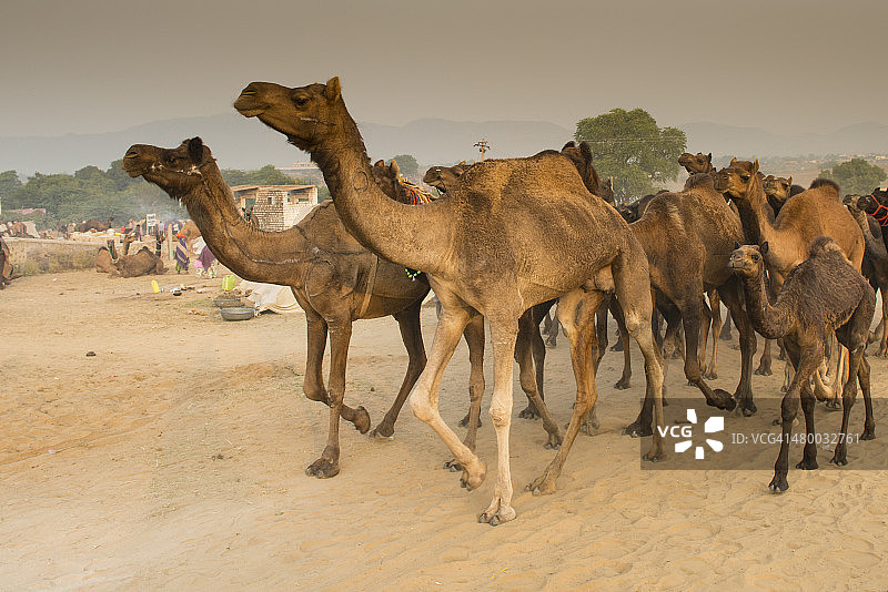 印度普什卡骆驼博览会上的骆驼图片素材