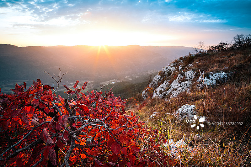 日落时充满活力的红色秋天灌木图片素材